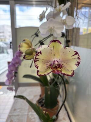 image0.jpeg